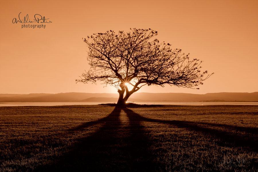 A lone tree at sunset.