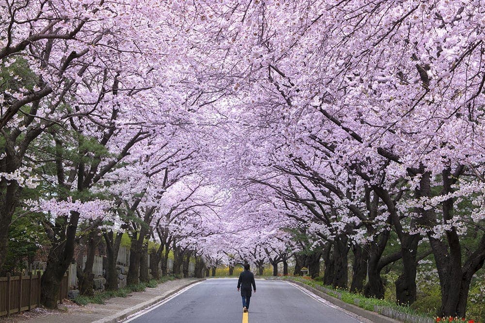 A street lines with cherry blossoms