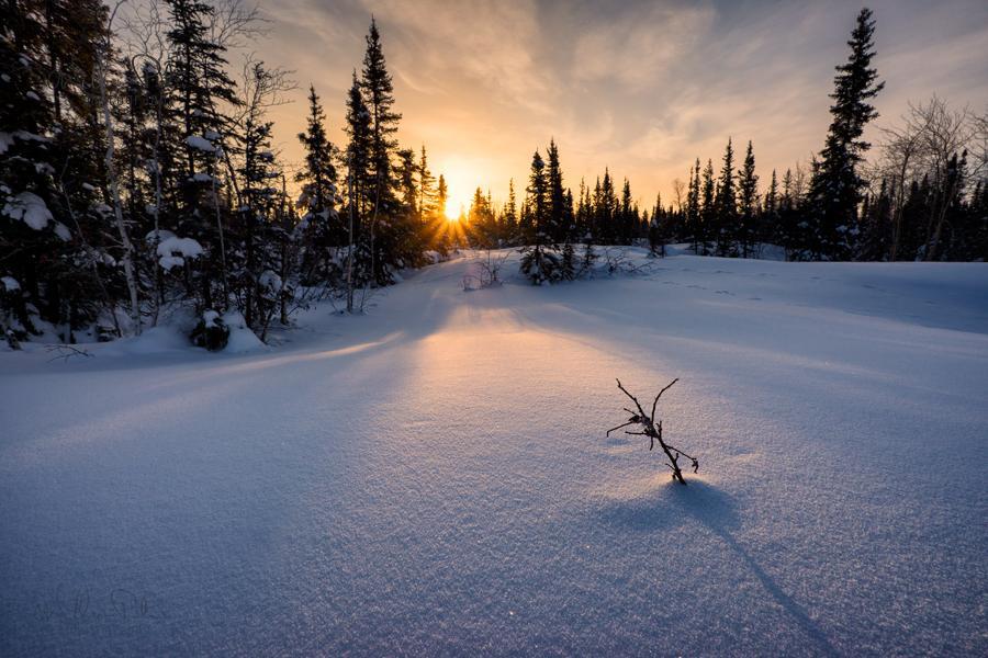 Sunlight breaking through snow covered trees, illuminating the snow.
