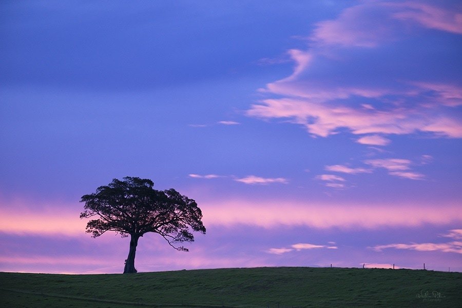 A lone tree silhouetted with a colorful sunset.