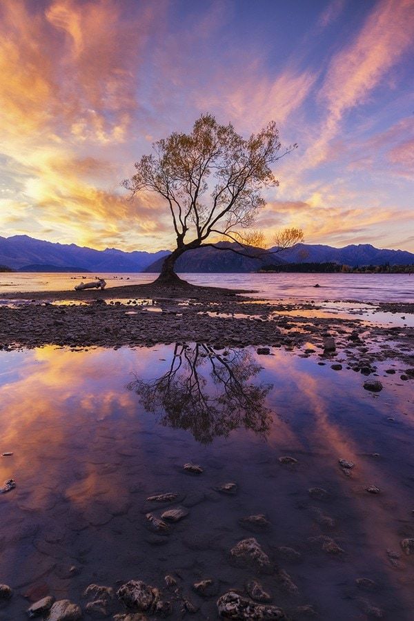 A lone tree by a lake at sunset