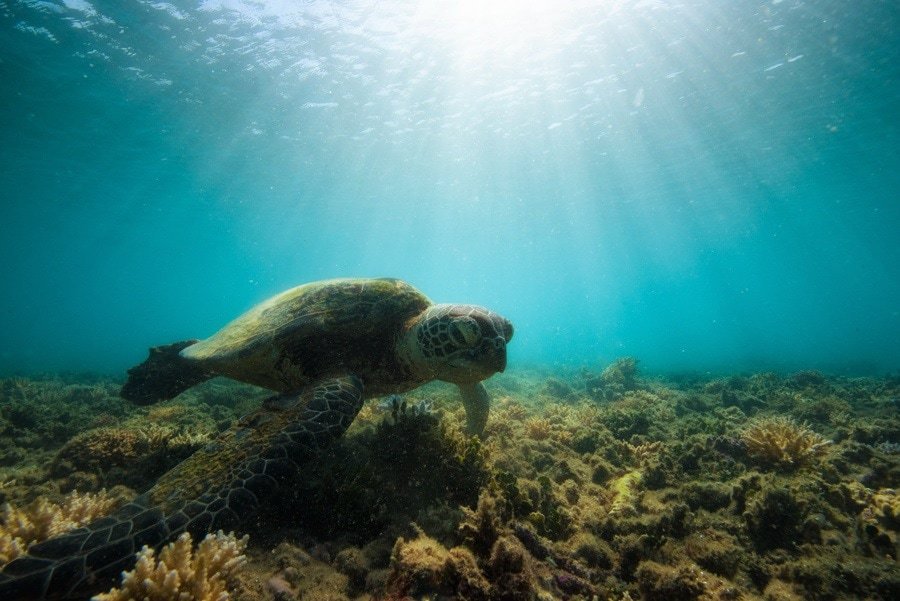 A sea turtle in sunlight