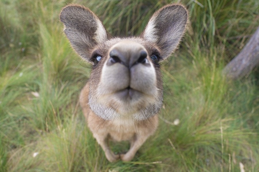An Australian Wallaby