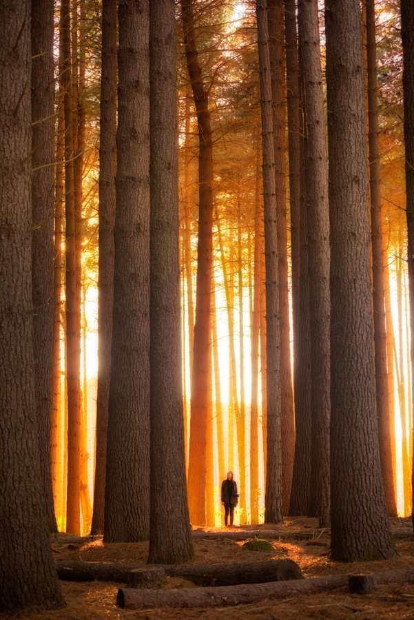 A girl standing amongst large pine trees at dawn