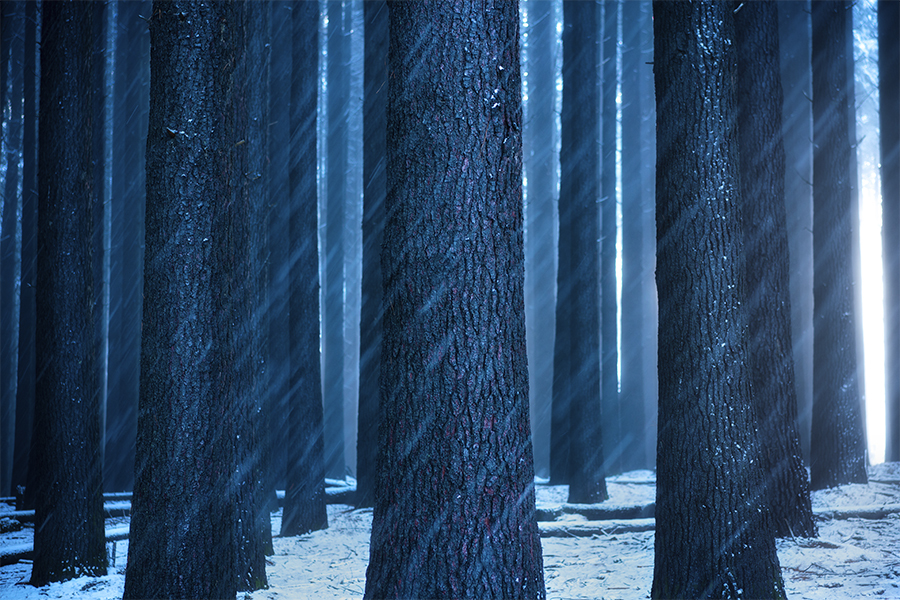 Snowfall in the forest