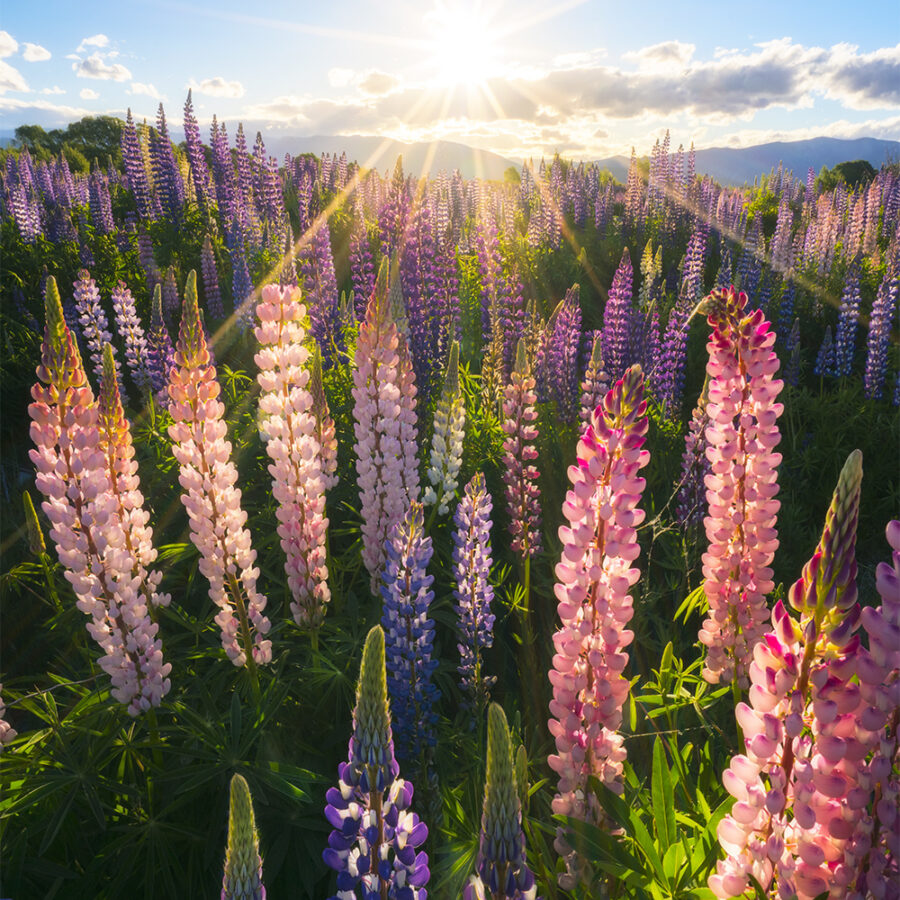 Field of lupins