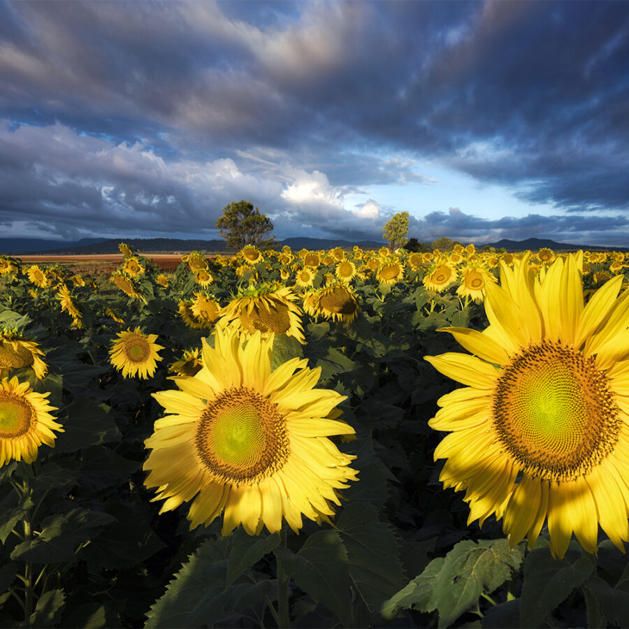 Sunflowers at sunrise.