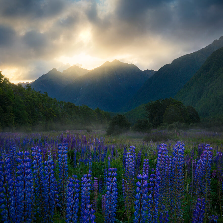 Lupin flowers by the mountains, Fiordland NZ