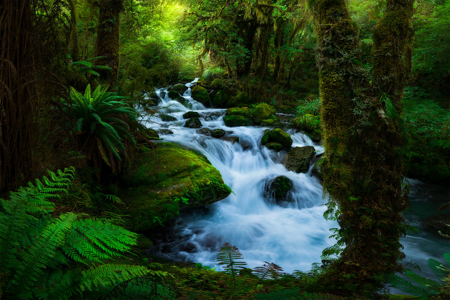 Secret forest, Fiordland New Zealand