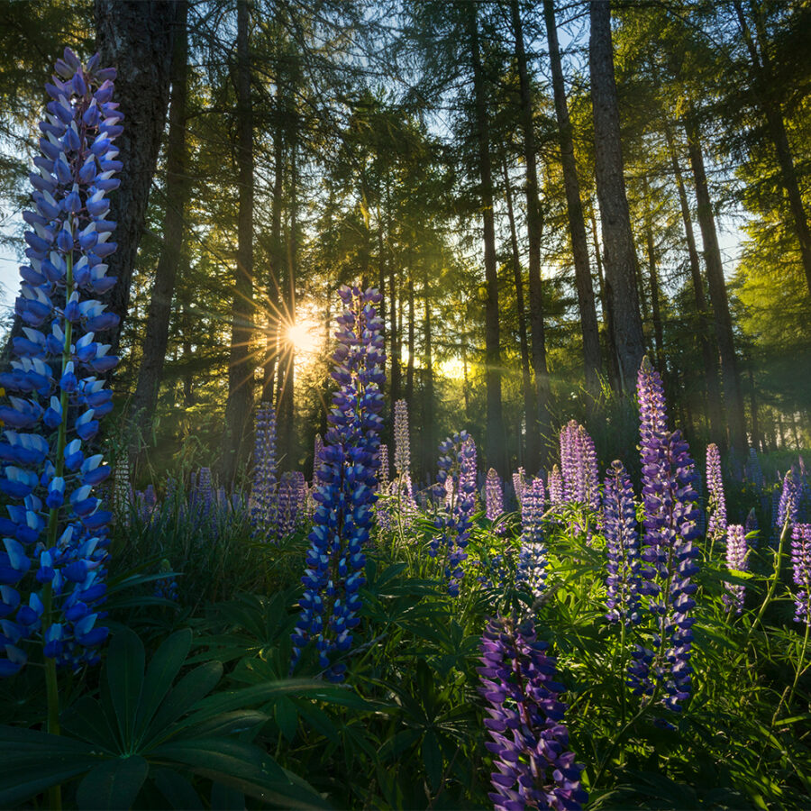 Lupin forest