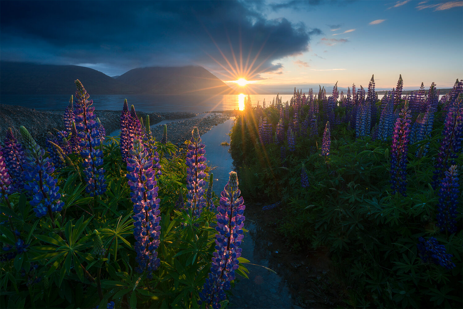Lupin flowers by the lake, New Zealand