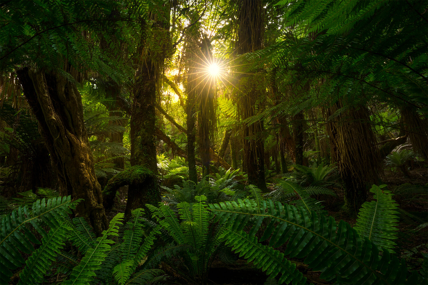 Wild forest, wilderness New Zealand