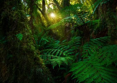 Lush fern forest, New Zealand