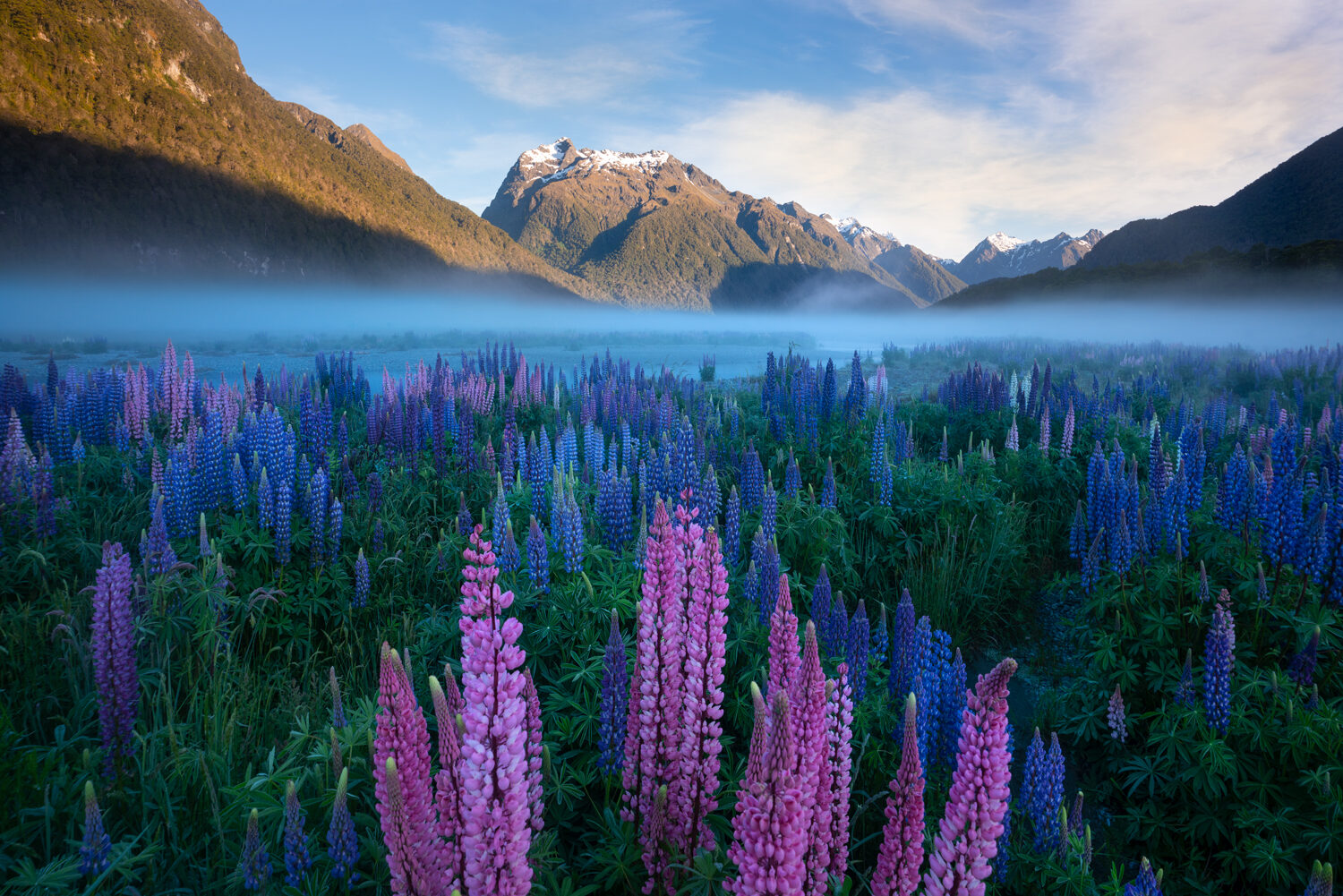 Summer lupins, Fiordland New Zealand