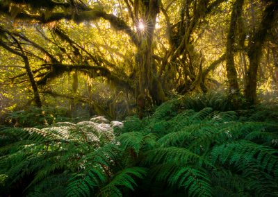 New Zealand ancient forest Fiordland