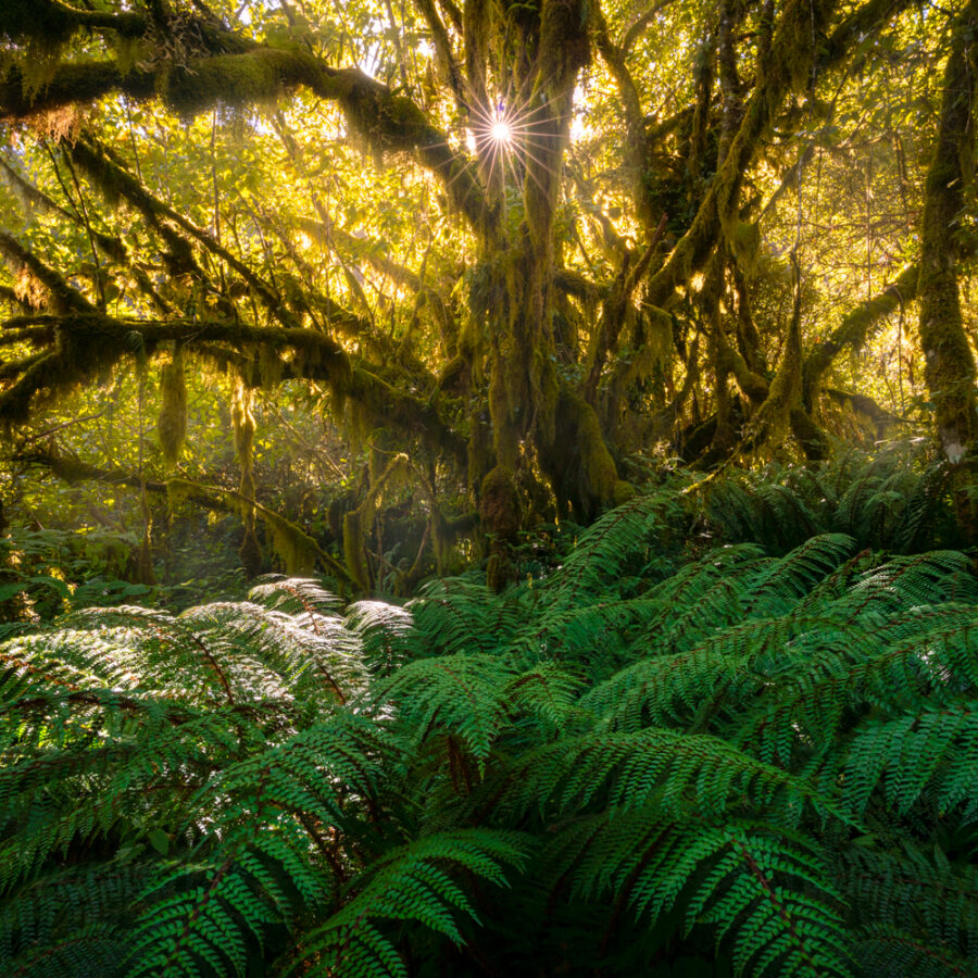 New Zealand ancient forest Fiordland