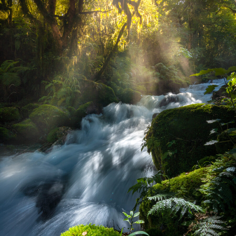 Cascades and forest, Fiordland New Zealand