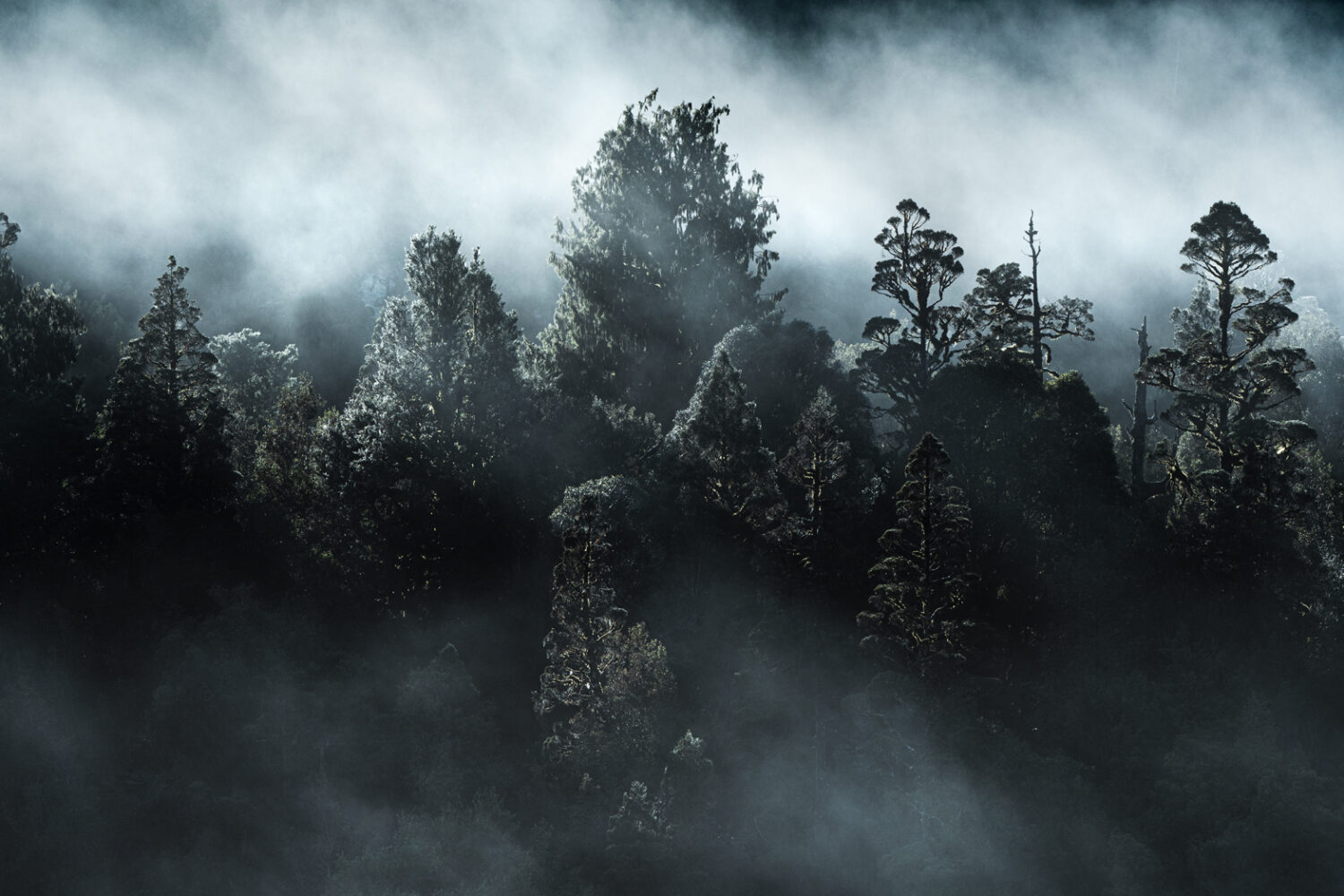 Misty trees. West Coast New Zealand