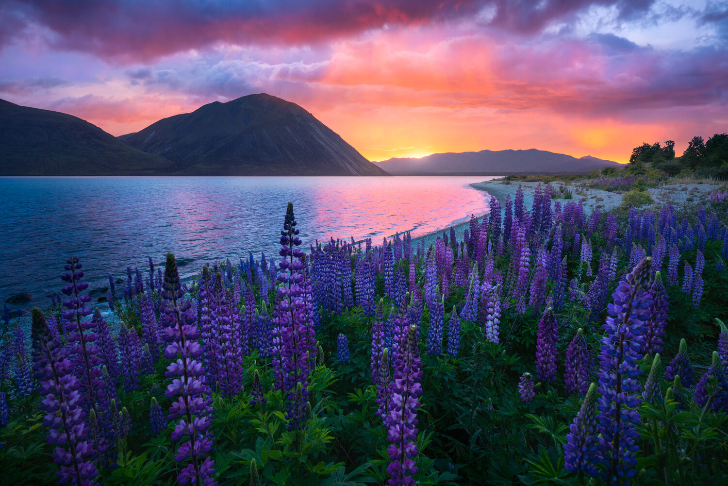 Spectacular sunrise colours and lupin flowers in New Zealand