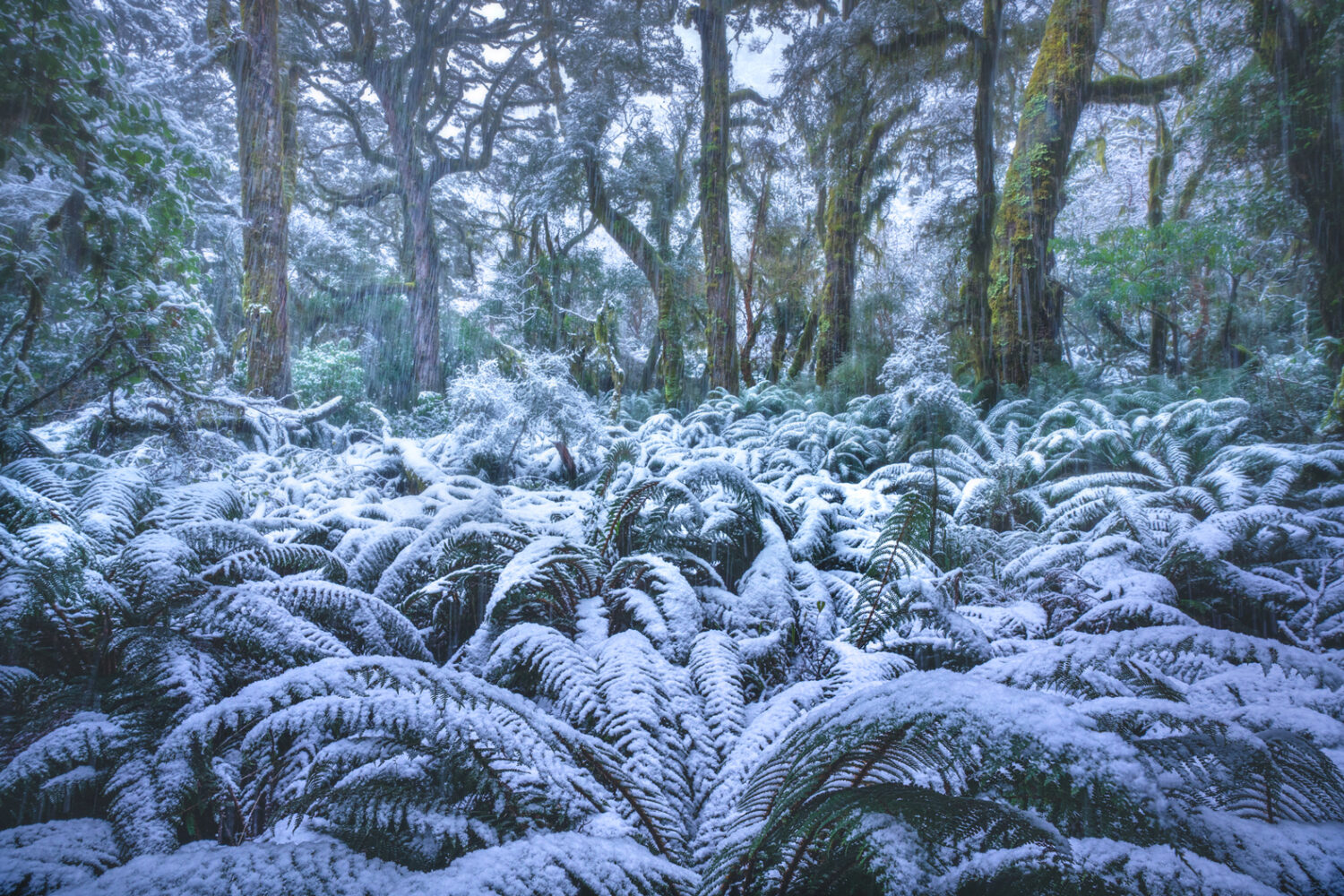 Snow covered beech forest in Fiordland, New Zealand. Photography by William Patino.