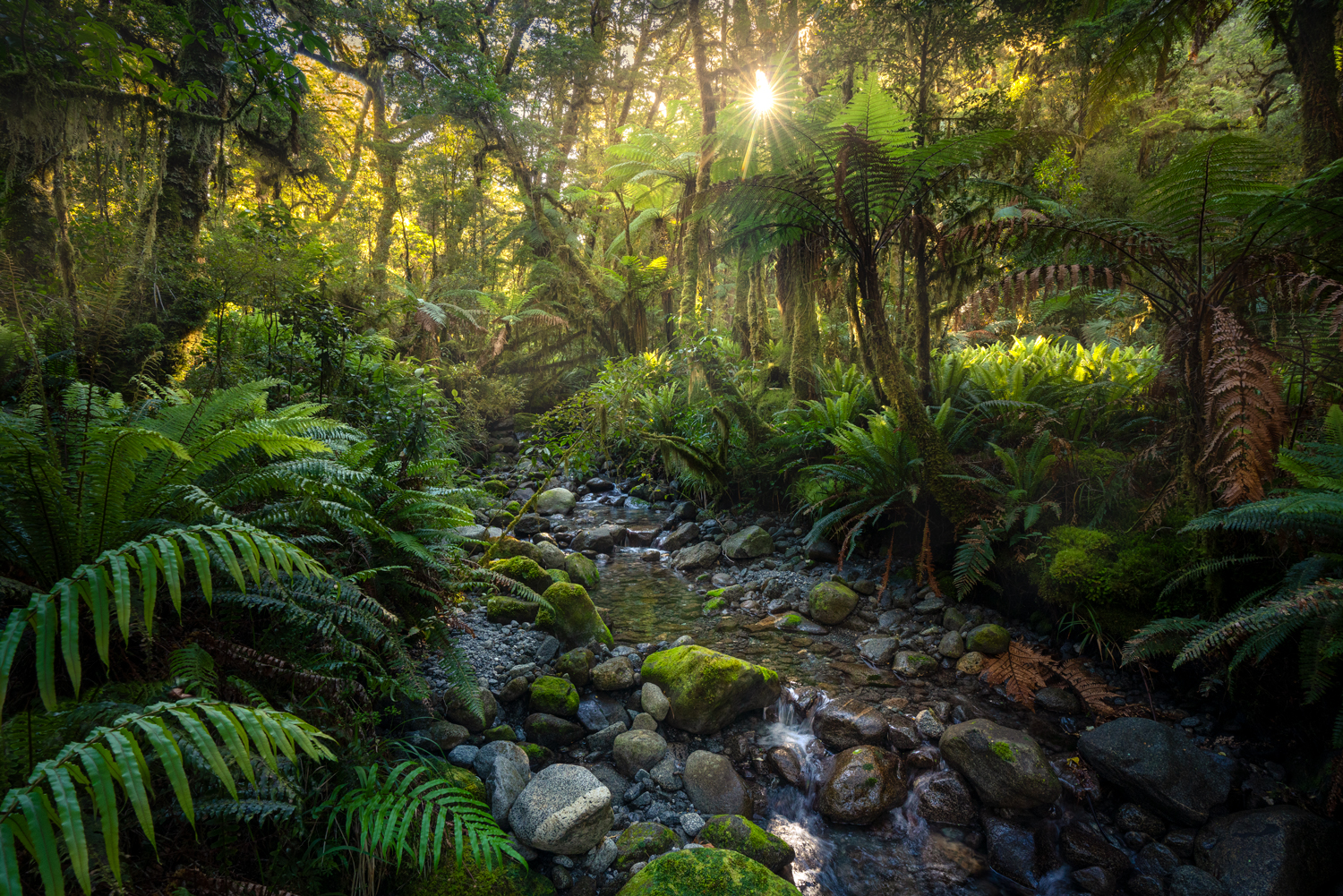 Fiordland rainforest, Copyright William Patino