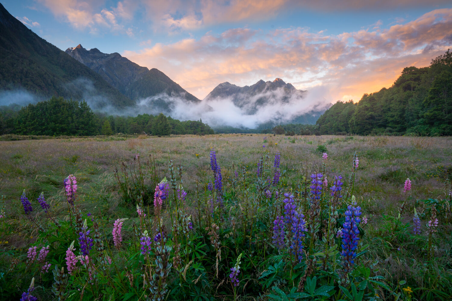 Eglinton Valley, Flowers, Fiordland, Copyright William Patino, New Zealand Landscape Photographer