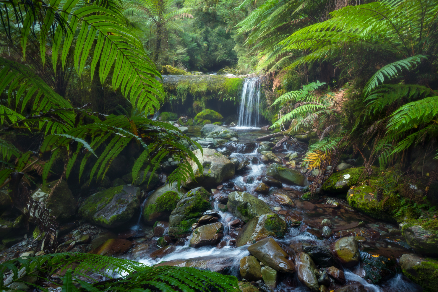 Rainforest waterfall, Copyright William Patino, New Zealand Landscape Photographer