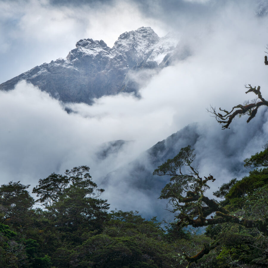 Beech trees, mountains, Fiordland, Copyright William Patino, New Zealand Landscape Photographer