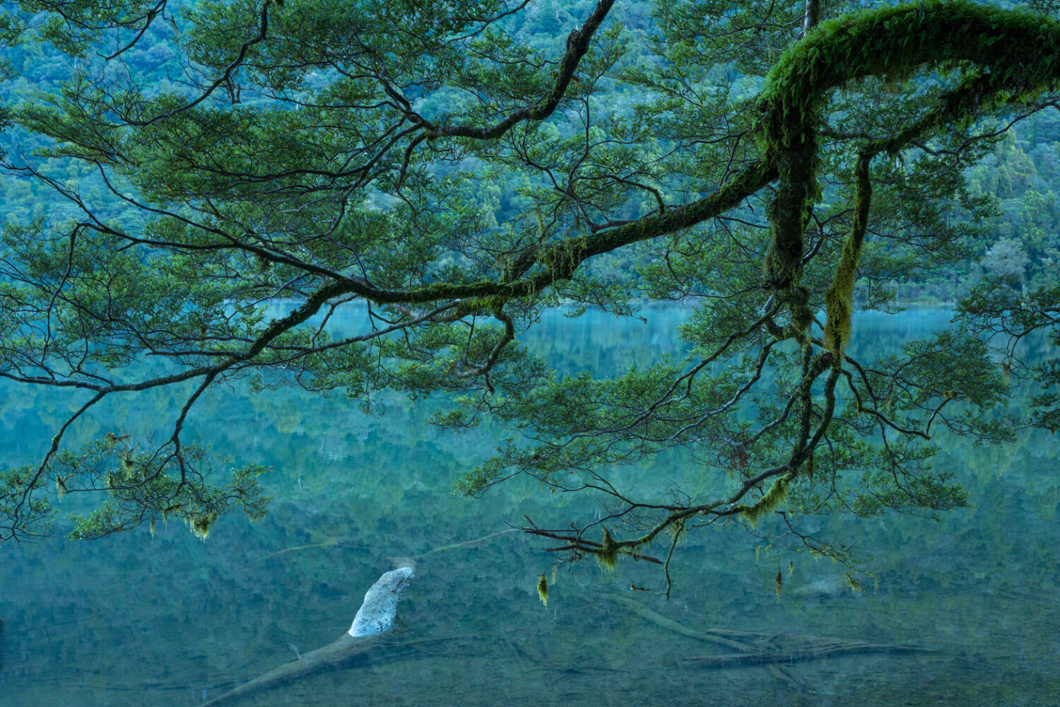 Fiordland trees, moss, Copyright William Patino, New Zealand Landscape Photographer