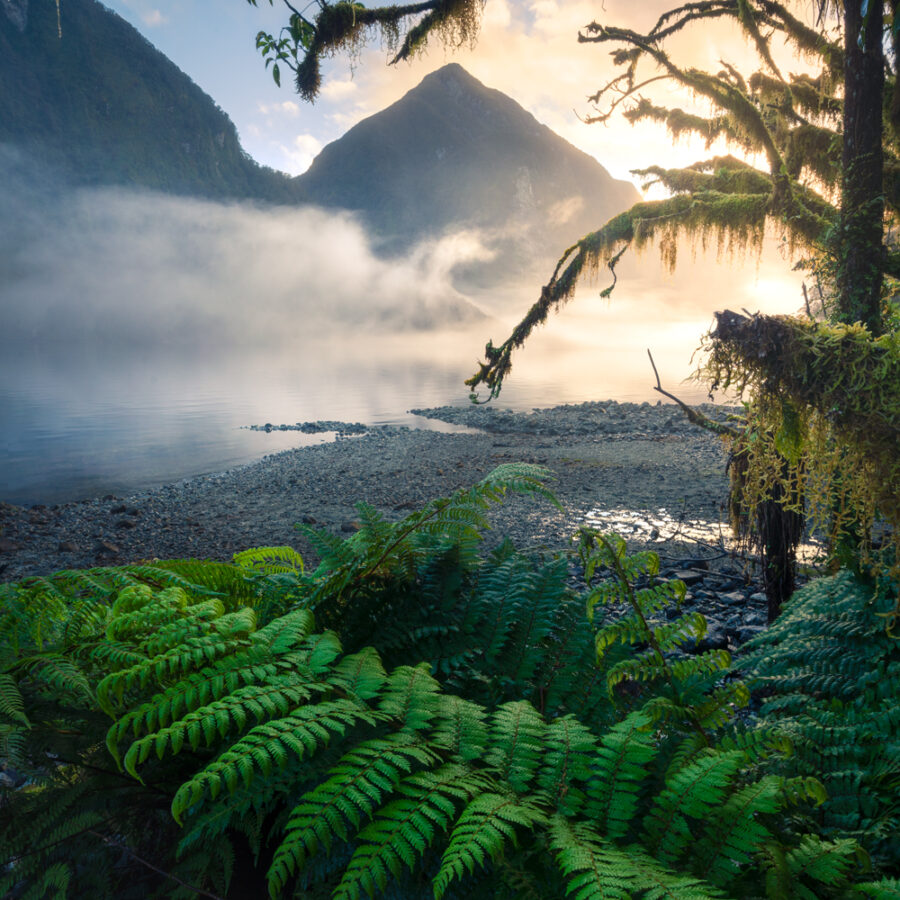 New Zealand forest and mountain fiord scene