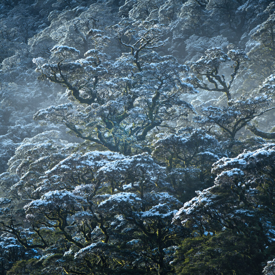 Snow covered beech forest New Zealand