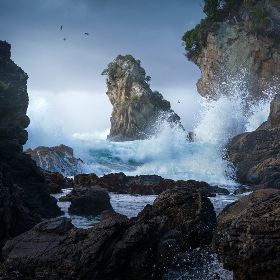 Rugged Fiordland Seascape Copyright William Patino