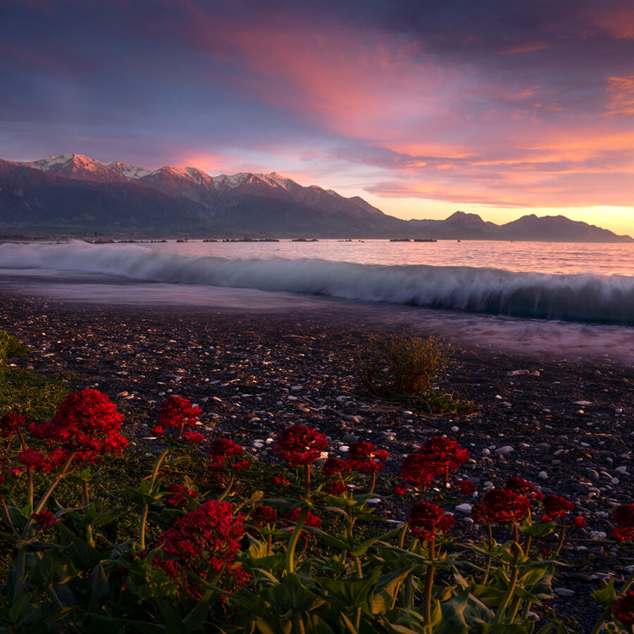 Sunrise Flowers Beach Kaikoura New Zealand