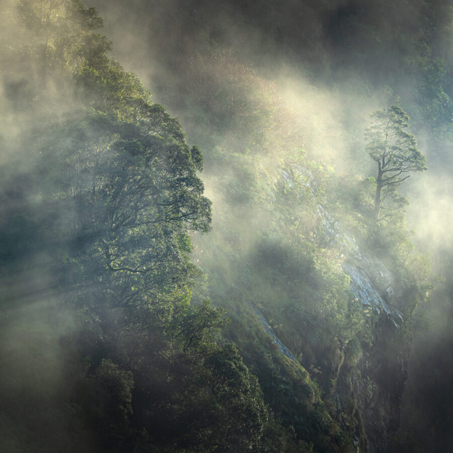 Wet Jacket Arm, Misty Trees Fiordland