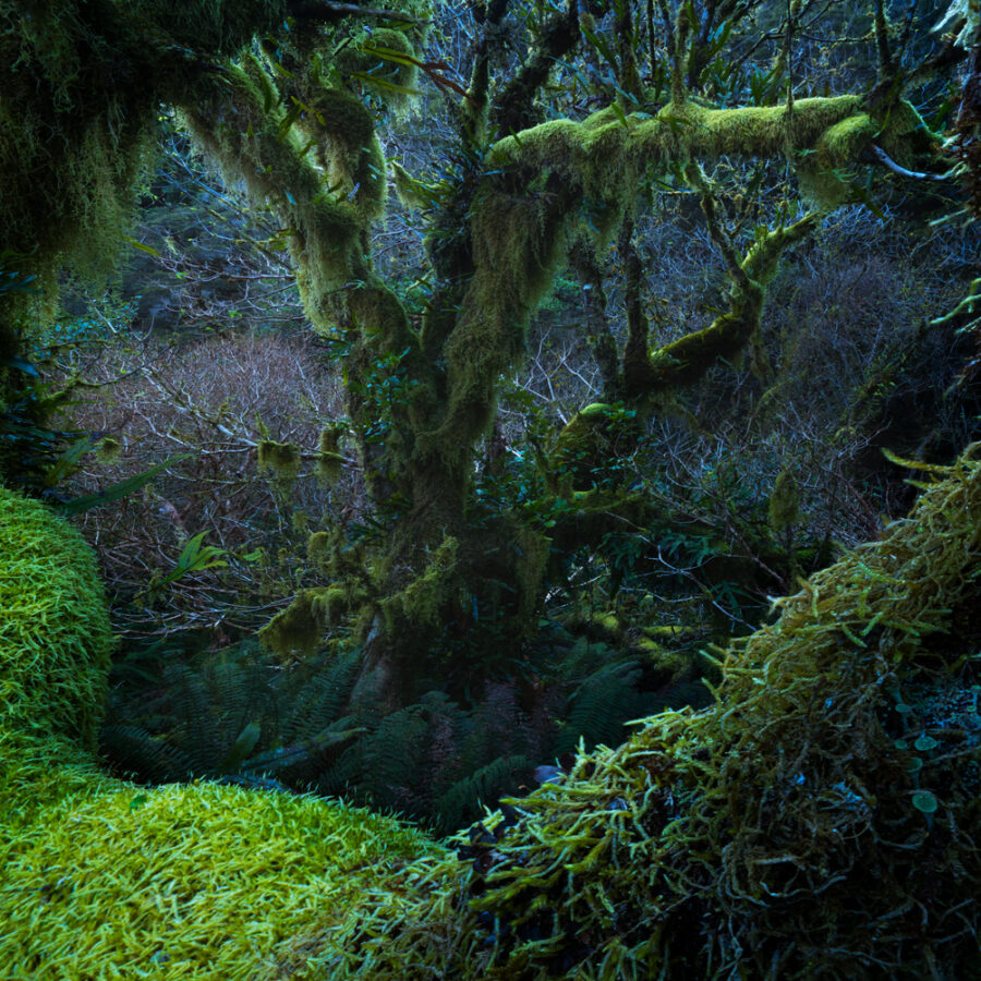 Mossy Beech Forest Fiordland