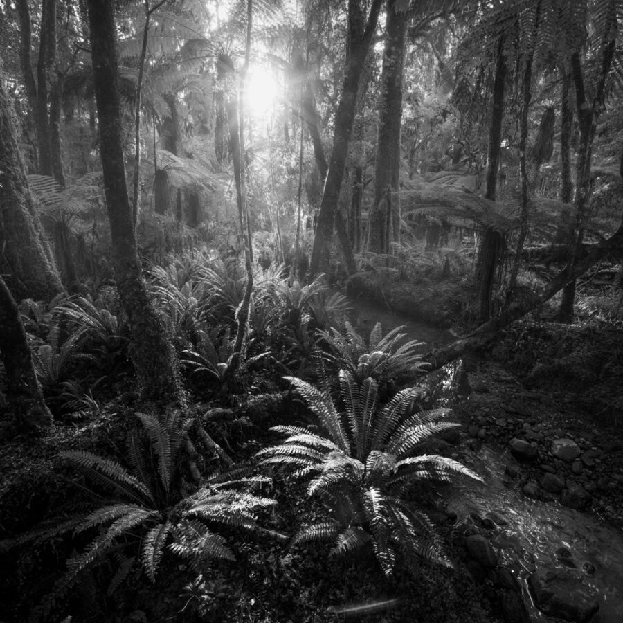 Black and white forest scene, Fiordland, New Zealand copyright William Patino