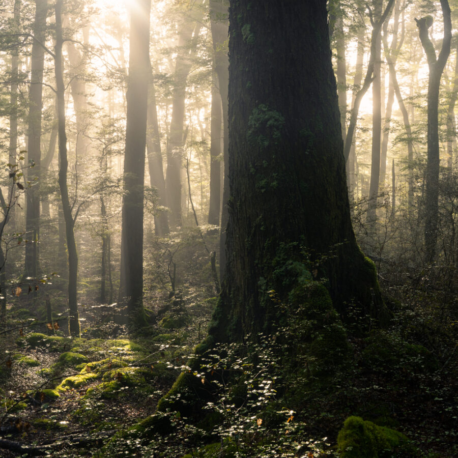 Light through Beech Trees Fiordland New Zealand