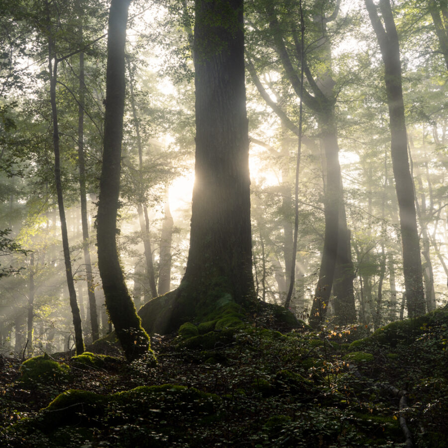 Mist and light, Te Anau Beech Forest
