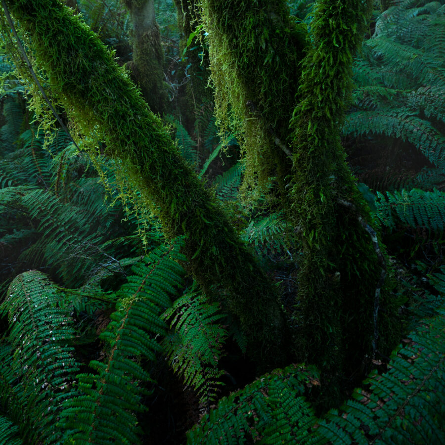 Fern Forest Fiordland, New Zealand copyright William Patino