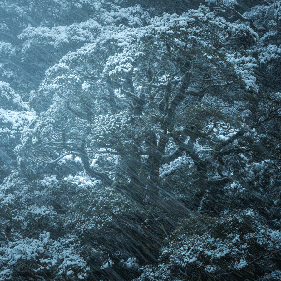 Snow fall, beech forest, Fiordland, New Zealand copyright William Patino