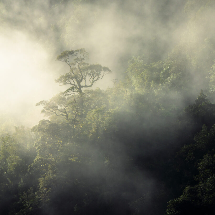 Atmospheric beech forest, Fiordland, New Zealand copyright William Patino
