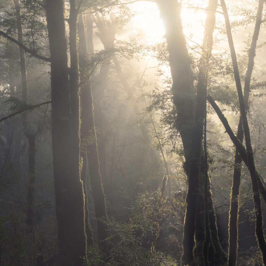 Sunlight and mist, forest scene, Fiordland, New Zealand copyright William Patino