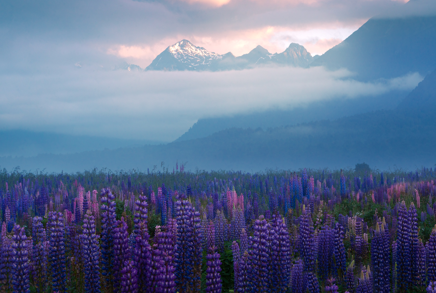 Lupin Mountain Sunrise New Zealand Copyright William Patino Photography